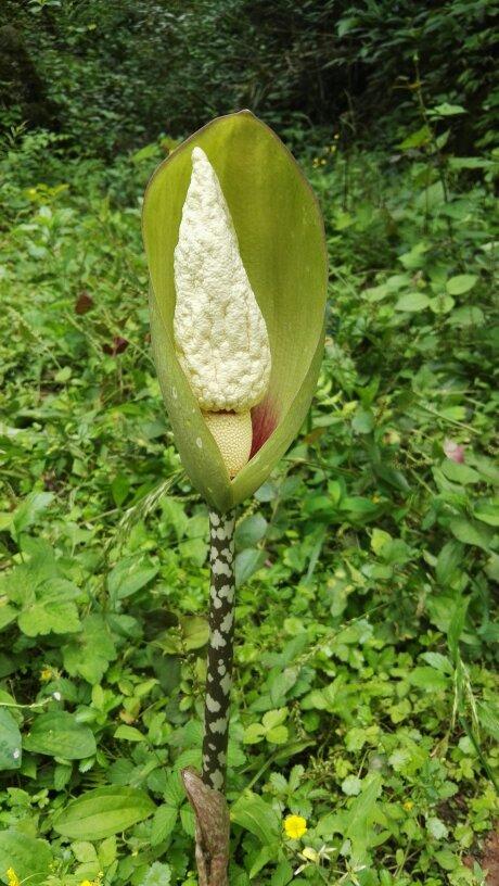 杆上有蛇皮花纹,顶端一片叶子像包玉米一样