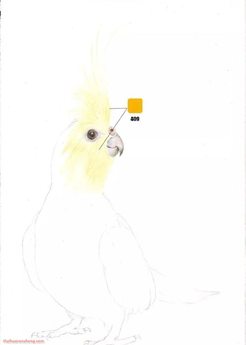 玄凤鹦鹉彩铅画作品图片玄凤鹦鹉彩铅分步骤教学