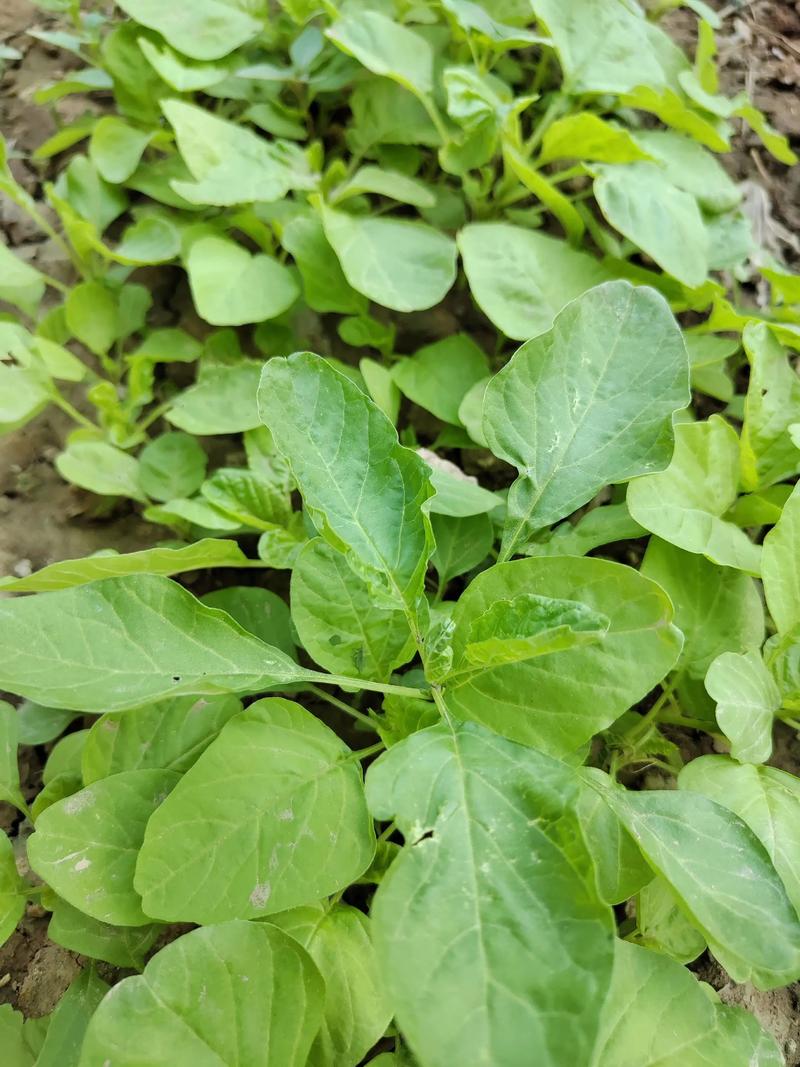 金秋六月,大丰收哈,吃不吃不重要,就得瑟�一下