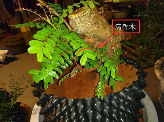 清香木盆景价格走势 - 2020年最新商品信息聚合专区 - 百度爱采购