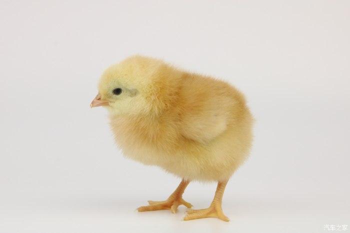 积分大放送可爱的小鸡雏为它们拍照留念