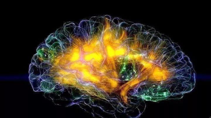 大脑成像新技术:分辨率水平达毛细血管级