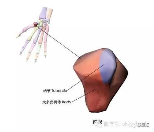经典收藏史上最全骨性标志图3d图解