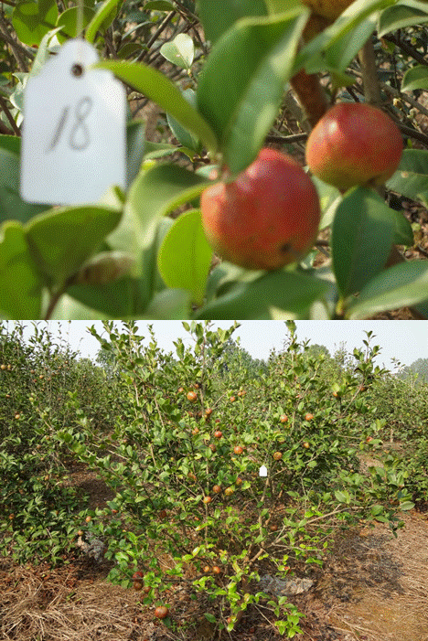 优良品种油茶树苗产油率高品质好长林18