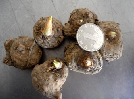 马蹄莲的种球:选购优质种球方法