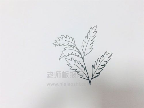 艾蒿简笔画图片 艾蒿怎么画的