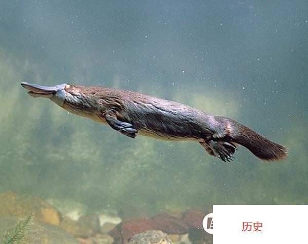 鸭嘴兽是游泳高手,水里活动非常灵敏.