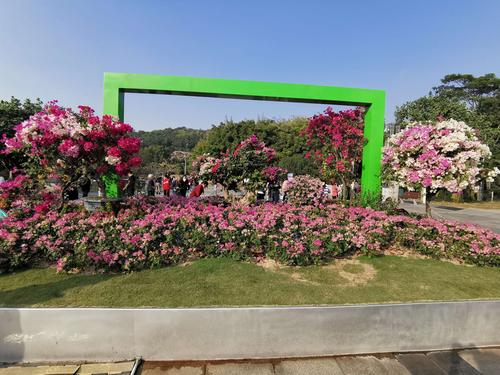 多种颜色的簕杜鹃.