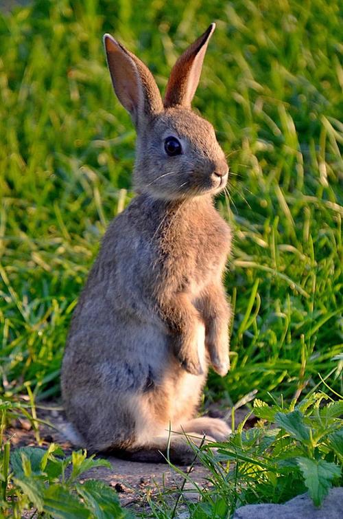 兔子图片动物图片