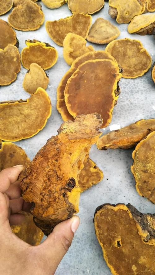 网友投诉四川甘孜旅游被诱导买下高价野生桑黄 当地:已查实退款