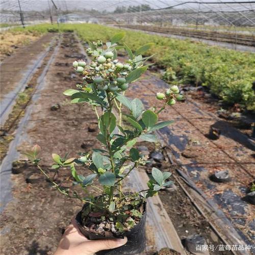 绿宝石蓝莓苗品种的简介 绿宝石蓝莓苗的建园