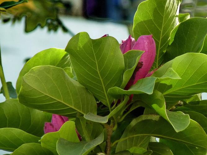 二乔玉兰-三度开花