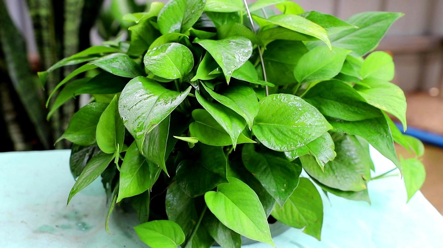 绿萝养护技巧这样养才能更旺盛