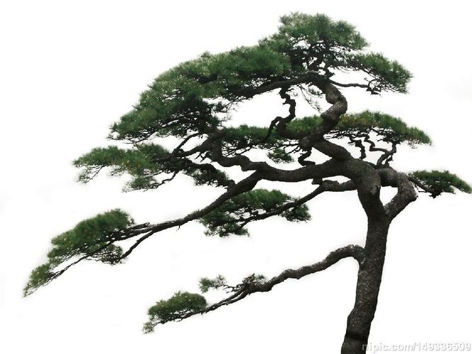 松树图片大全