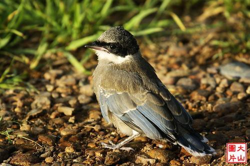 回家的路上被灰喜鹊幼鸟砸到了,放不回去了,求怎么养活啊? 怎样喂阿?