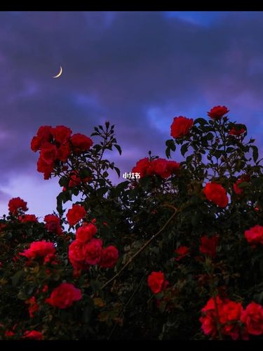 浪漫至死不渝_浪漫_神仙图片_素材_素材其他