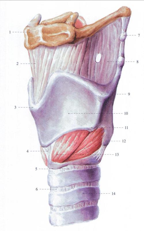 喉软骨和韧带 (外侧面观)
