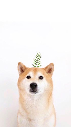 高清可爱蠢萌柴犬手机壁纸