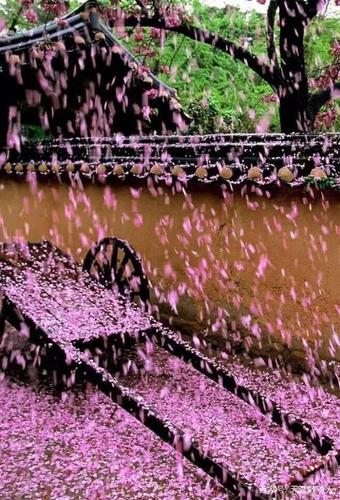 诗词/武陵春《落花时》