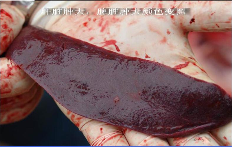 猪无名高热病的治疗方法