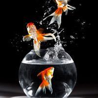 微信头像关键词:创意,金鱼,微信,头像,创意,金鱼,微信,头像