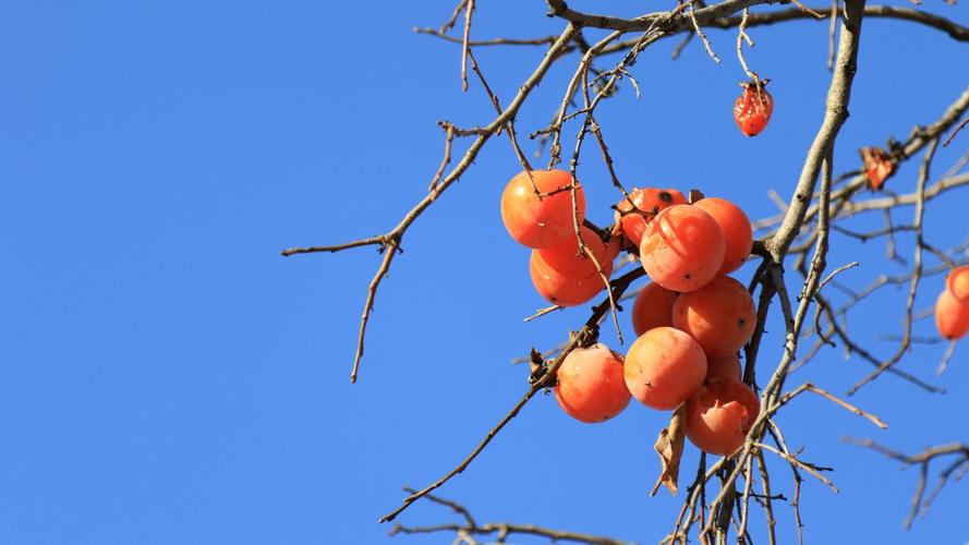 枝头上的柿子图片-花卉壁纸-高清花卉图片-第10图