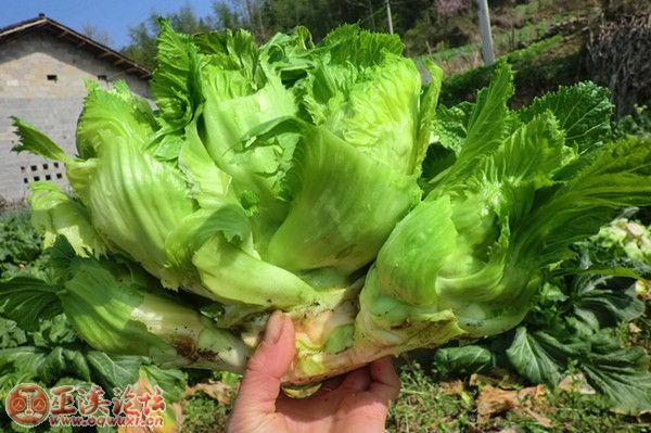 我有大量新鲜鱼儿菜待出售,有诚意购买者,价格从优!15223627743