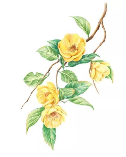 花卉彩铅临摹素材分享