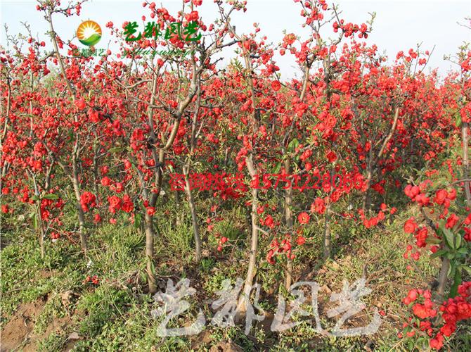 盆景海棠苗 当年开花 基地直销批发 树形:特殊造型 株高:1-500 胸径:1