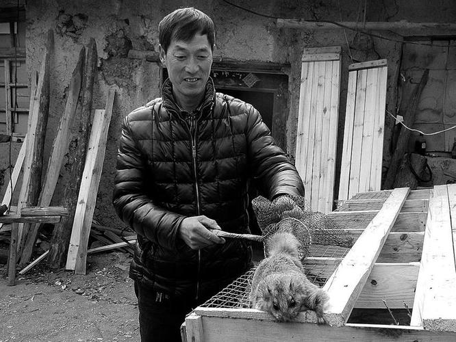 养殖飞鼠复齿鼯鼠养殖技术