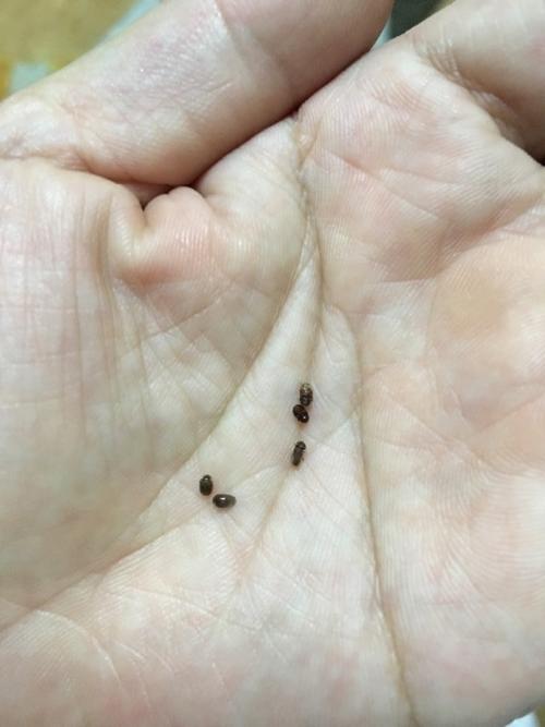 请大家帮我看看这是不是蟑螂幼虫?