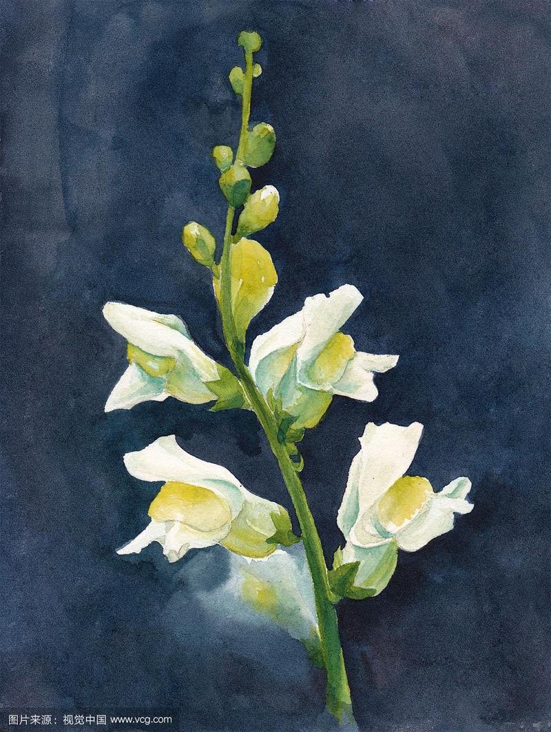 水彩金鱼草花素材深色背景手绘插画