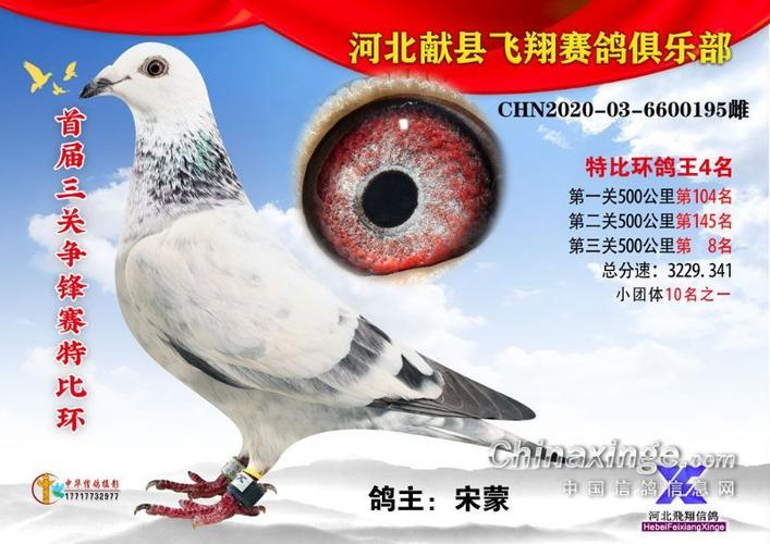 2020年秋季三关鸽王照片冠军-20名