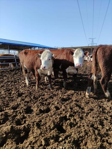 肉牛海福特母牛