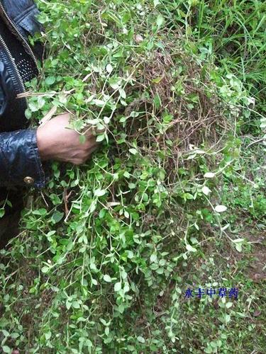 野生黄毛耳草 白山茄 白蜈蚣 过路蜈蚣 铜眼狮 地坎风