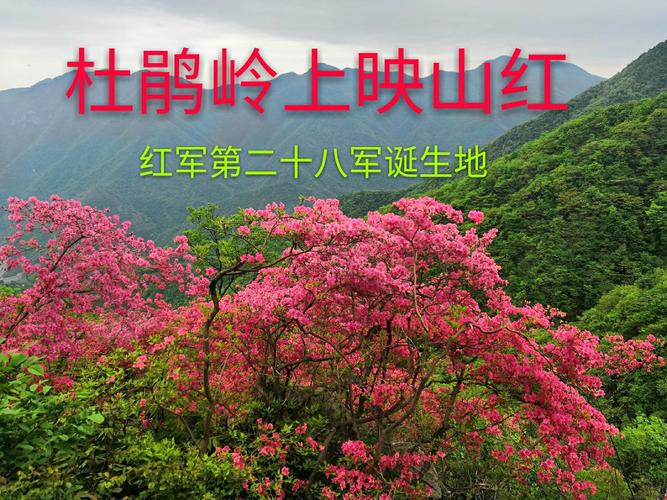 杜鹃岭上映山红(红军第二十八军诞生地)