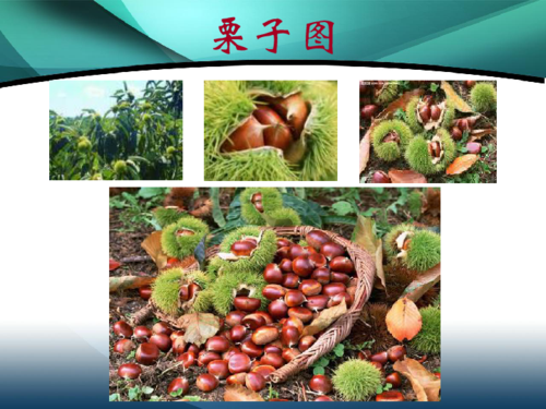 栗子大丰收 课件