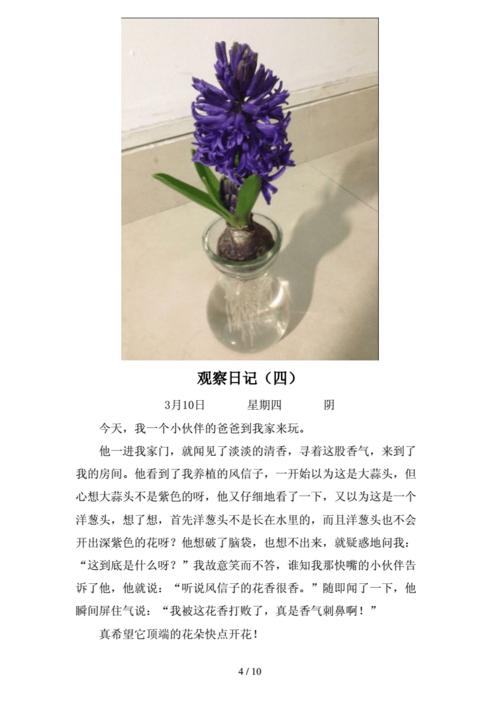 观察风信子日记.doc