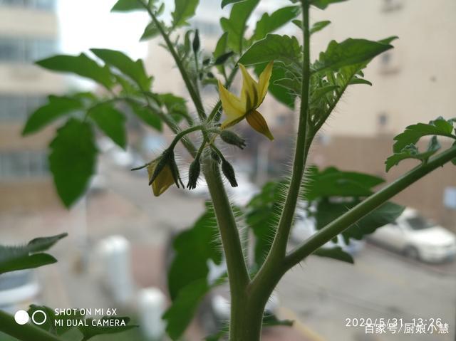 阳台小西红柿终于开花了