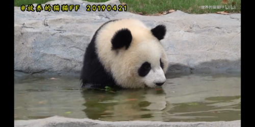 大熊猫雪宝泡澡,可爱的小熊精