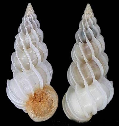 前端呈截形, a href="#" data-lemmaid="1970">贝壳 /a>外形很奇特,长