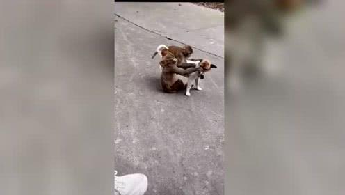 老虎不在家猴子称大王