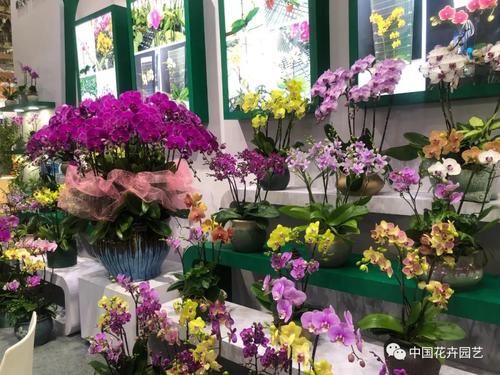 北京国际花展上的精彩看点 | 动态 - 陈砦花卉市场 - 郑州陈砦花卉