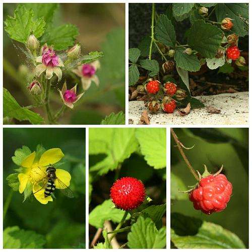 蔷薇目        蔷薇亚目        蔷薇科:茅莓(花,果),蛇莓(花,果)