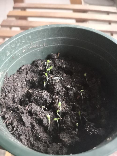 实验了好几种方法,目前就最后放在室内的洋桔梗种子发芽最快,最好.