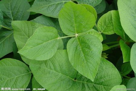 大豆叶片的多少怎么数?一个 三出复叶算一片叶子吗?