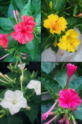 各种颜色的紫茉莉