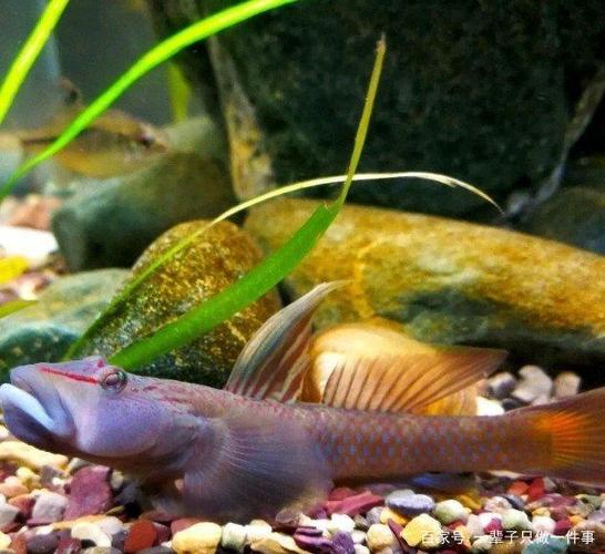 小型鱼推荐花椒咖啡鼠鱼热带鱼,褐吻虾虎耐寒怕热
