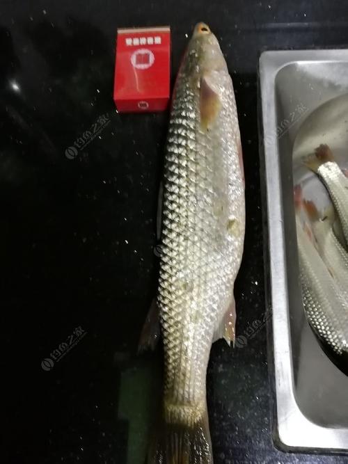 斤级鲚鱼.