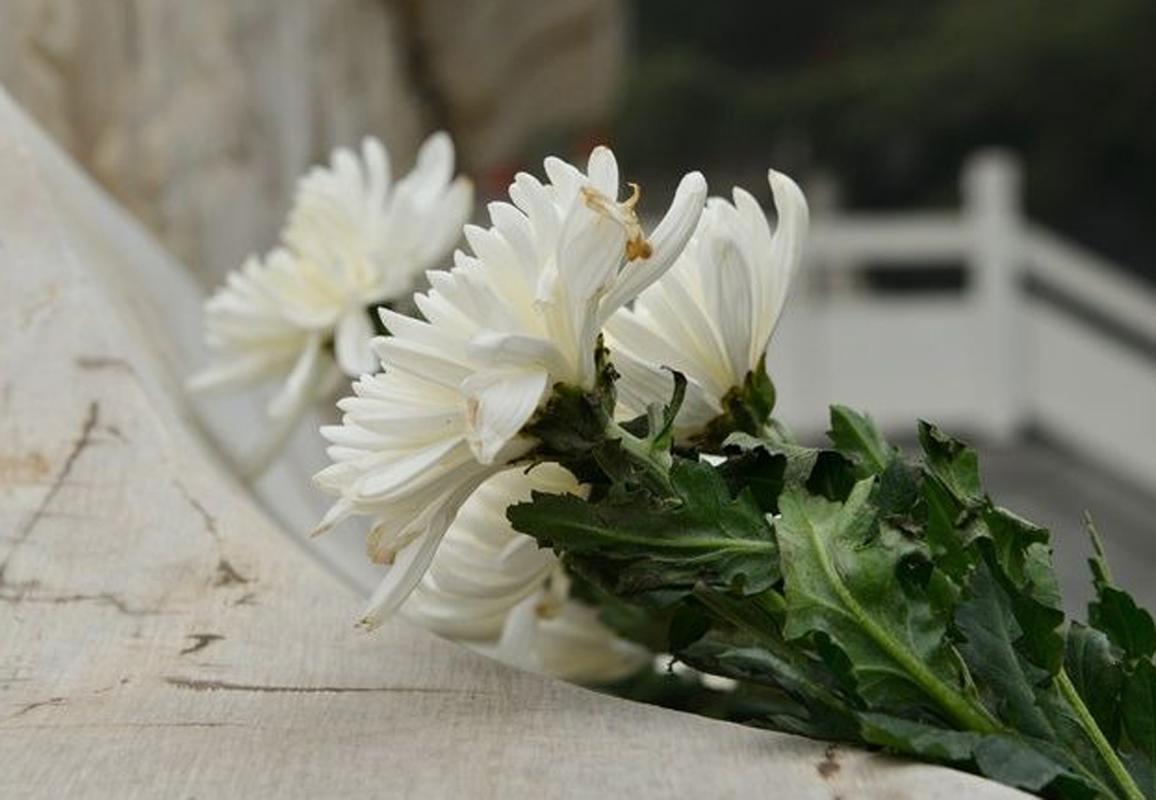 鲜花祭祖 渐成风尚